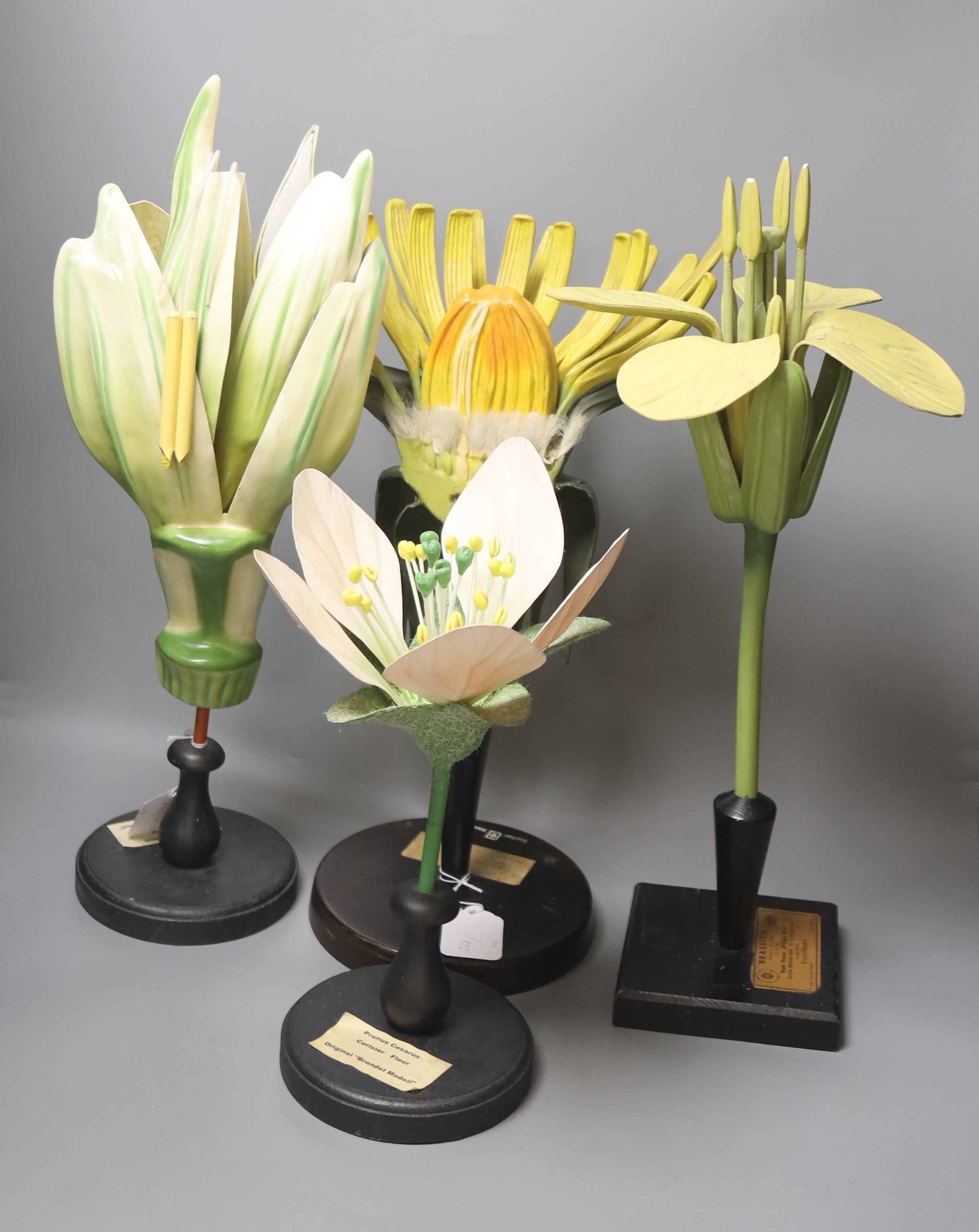 A Group of four 20th century German Brendel botanical specimen / teaching models, assembling models to include Lilium Candidum Lys Fleur, Brassica Cruciferae, Prunus Cesarus and one other, the tallest 51cm high.